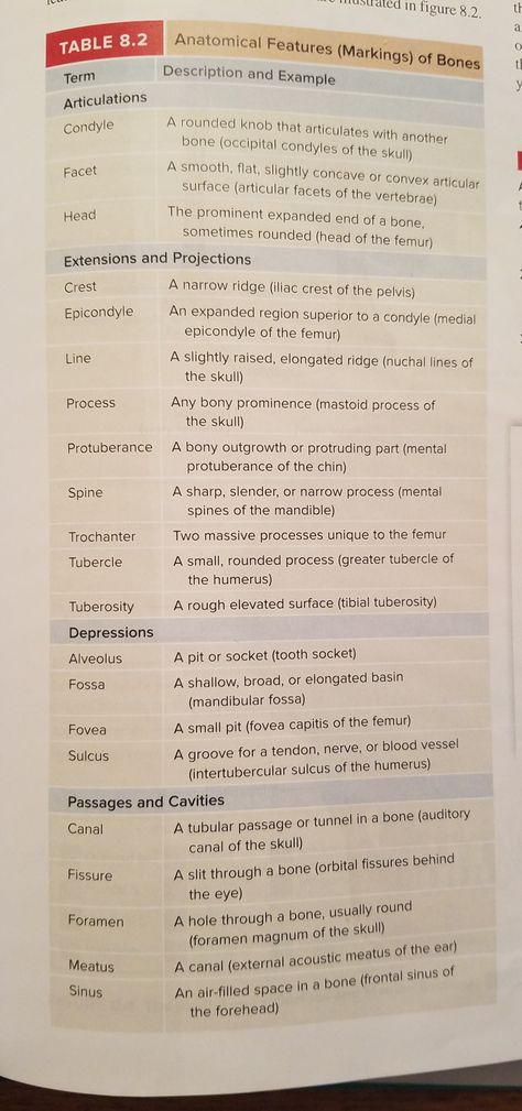 Bone Markings Skeletal System Anatomy Notes, Skeletal System Anatomy, Massage Therapy School, Human Skeleton Anatomy, Nursing Motivation, Physical Therapy Assistant, Anatomy Bones, Basic Anatomy And Physiology, Medical Student Study