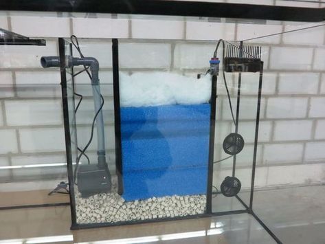 Diy Aquarium Filter, Aquarium Sump, Chameleon Cage, Sump Tank, Fish Tank Themes, Otters Cute, Diy Aquarium, Aquarium Setup, Saltwater Tank