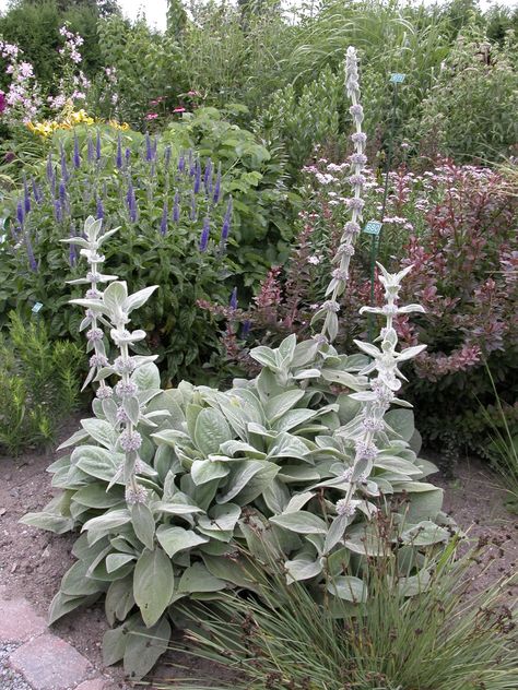 Planting In Sandy Soil, Kentucky Coffee Tree, Baptisia Australis, Japanese Quince, Stachys Byzantina, Maidenhair Tree, Cranesbill Geranium, Mock Orange, Patio Plants