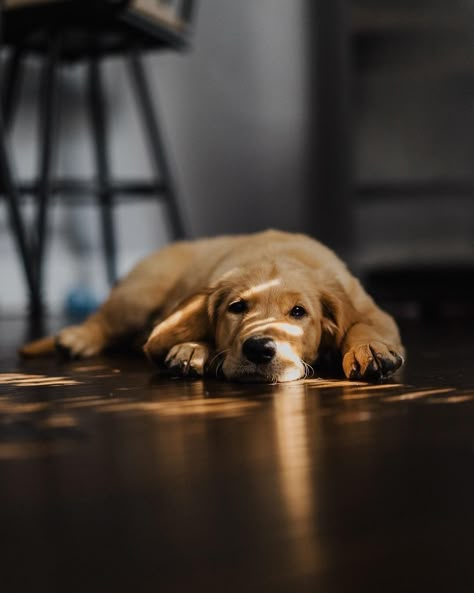 Cute Dog Wallpaper, Dog Photoshoot, A Golden Retriever, Dog Photo, Dog Wallpaper, Pet Photography, Cute Dogs And Puppies, Dog Photography