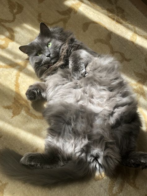 Cute Gray Cat, Nebelung Cat, Nebelung, Cat Dark, Dream's Cat, Paws And Claws, Norwegian Forest Cat, Kittens And Puppies, Shades Of Gray