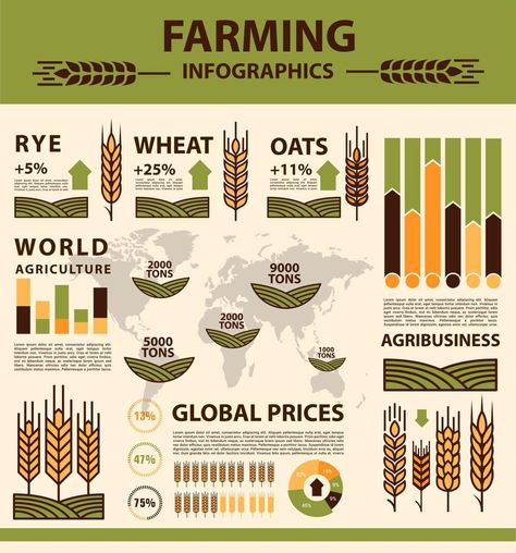 Grain growing agriculture infographics, farm wheat Farm Infographic, Agriculture Infographic, Farming Infographic, Rice Ideas, Smart Farm, Graphic Design Infographic, Design Infographic, Sustainable Farming, Game Background