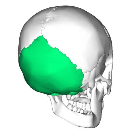 Occipital Bone Anatomy, Barber Memes, Bones Of The Body, Occipital Bone, Skull Study, Facial Bones, Body Bones, Skull Reference, Body Posture