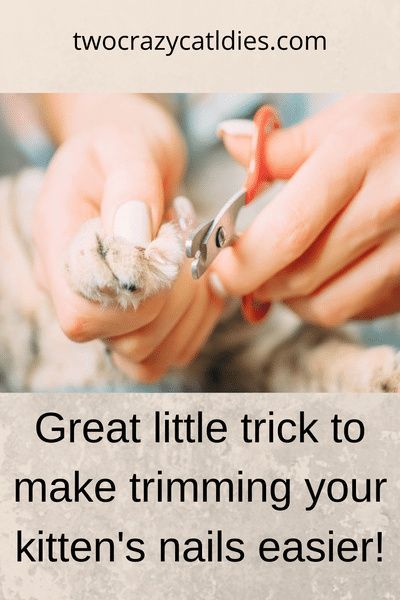 Cat Nail Trimming Tips, Trimming Cat Nails, How To Trim Cat Nails, Cut Cat Nails, Clipping Cat Nails, Trim Cat Nails, Cat Sling, Today I Learned, Cat Nail Clippers