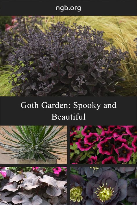 Goth Garden Design, Gothic Garden Ideas Front Yard, Black Landscaping Ideas, Dark Perennials, Black Shrubs, Goth Landscaping, Goth Backyard, Black Plants Outdoor, Witches Garden Ideas