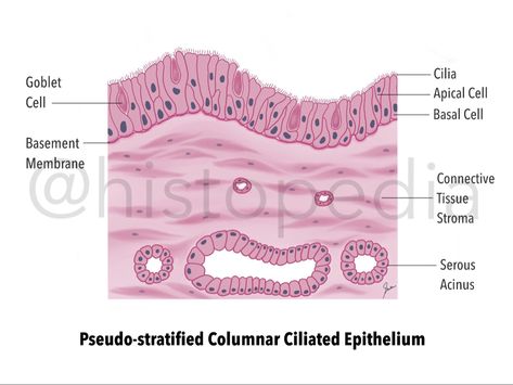 Basement Membrane, Basal Cell, Cell Membrane, For Real, Pencil