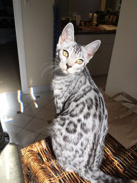 Bengal Cat Silver, Bangel Cats, Silver Bengal Cat, Silver Bengal, Leopard Cat, Bengal Cats, Animal Pics, Meow Meow, Bengal Cat