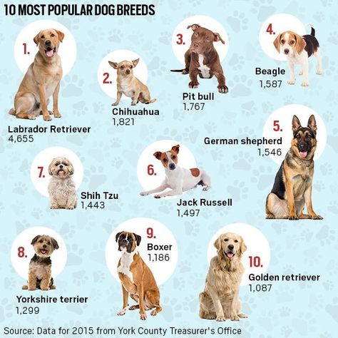 Dog Breeds, Dogs, Animals