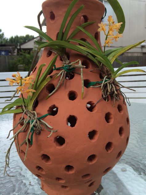 Vanda orchid in terracotta vase Clay Orchid Pots, Orchid Planters, Vanda Orchids, Terracotta Vase, Growing Orchids, Orchids Garden, Orchid Pot, Orchid Care, Orchid Plants