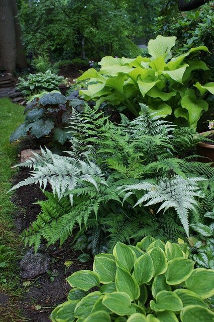 Shady Border, Shade Garden Design, Funny Vine, Ferns Garden, Shade Garden Plants, Hosta Gardens, Have Inspiration, Woodland Garden, Garden Pathway