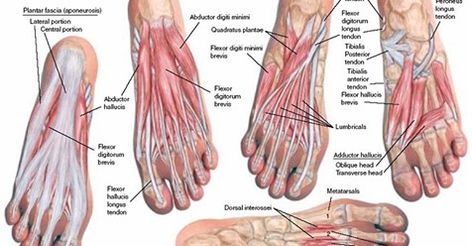 The #posterior leg #muscles that insert on the foot are the: gastrocnemius, plantaris, soleus, tibialis posterior, flexor digitorum longus, and flexor hallucis longus. Collectively, the posterior leg muscles work to plantarflex and invert the foot. They are innervated by the tibial nerve. #foot_muscles #gastrocnemius #flexor_digitorum_longus Ankle Anatomy, Feet Remedies, Foot Anatomy, Trigger Point Therapy, Human Body Anatomy, Thigh Muscles, Lower Limb, Muscle Anatomy, Human Anatomy And Physiology