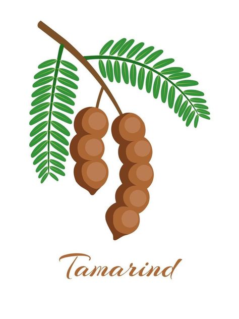 Vector illustration of tamarind or tamarindus indica, with green leaves, isolated on white background. Tamarind Illustration, Tamarind Vector, Gum Branding, Fruits Colouring, Juice Business, Pictures Of Leaves, Tamarind Fruit, Gum Brands, Drawing Clipart