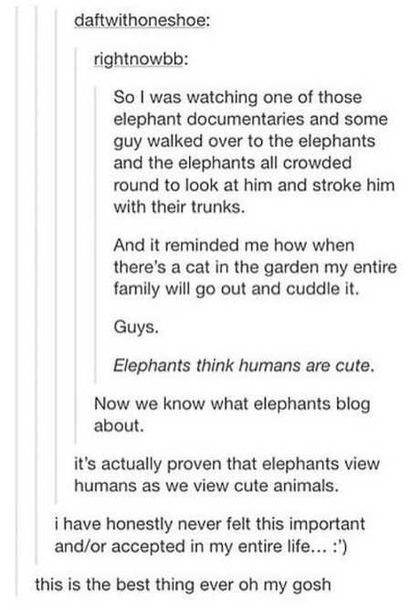 Humans Are Animals, Humans Are Adorable, Summer Cute Outfits, Cute Jokes, Faith In Humanity, What’s Going On, Really Funny Pictures, Tumblr Funny, Tumblr Posts