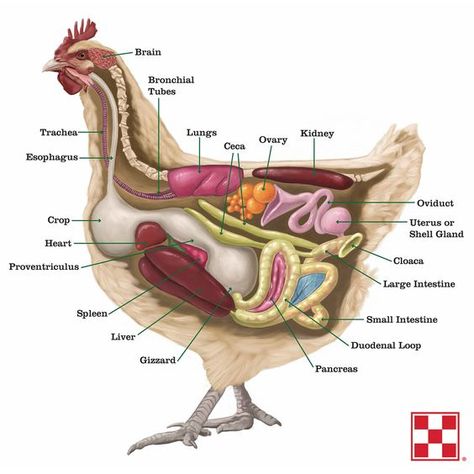 Chicken Anatomy, Tanaman Air, Vet Medicine, Vet School, Backyard Poultry, Chicken Chick, Backyard Flocks, Keeping Chickens, Building A Chicken Coop