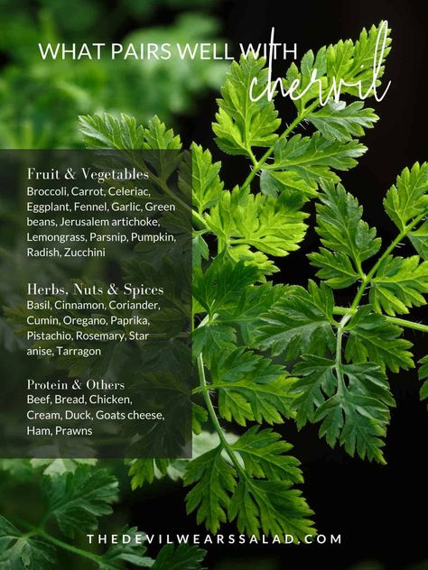 Wanting to use chervil in your salad or side recipe for your next dinner but don't know where to start? Have a look at our flavour pairings that include fruit, vegetables, herbs, grains, meats and many more other ingredients to give you some useful ideas! Chervil Recipes, Chervil Herb, Hand Pies Recipes, Savory Hand Pies Recipes, Puy Lentil Salad, Flavour Pairing, Savory Hand Pies, Zucchini Noodles Salad, Hand Pies Savory