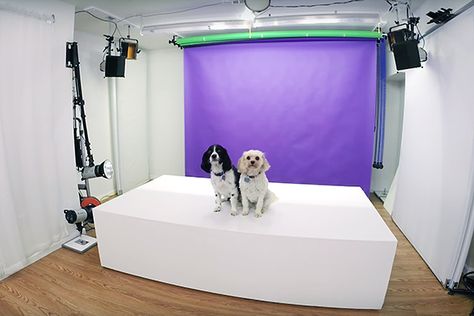 HOW TO SET UP A PROFESSIONAL HOME PORTRAIT PHOTOGRAPHY STUDIO Pet Portraits Diy, Diy Home Studio, Home Portrait Photography, Home Photography Studio Setup, Home Photography Studio, Dog Photography Studio, Pet Photography Business, Pet Photography Studio, Animal Photography Dogs