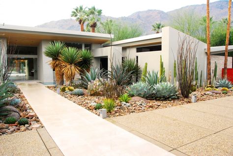 In mid-century gardens, a scattering of shrubs was low maintenance yet stylish. Photograph by Steve Martino. Mid Century Modern Landscaping, Mid Century Modern Garden, Mid Century Landscaping, Modern Garden Landscaping, Succulent Landscape Design, Dry Garden, Modern Landscape Design, Modern Garden Design, Contemporary Garden