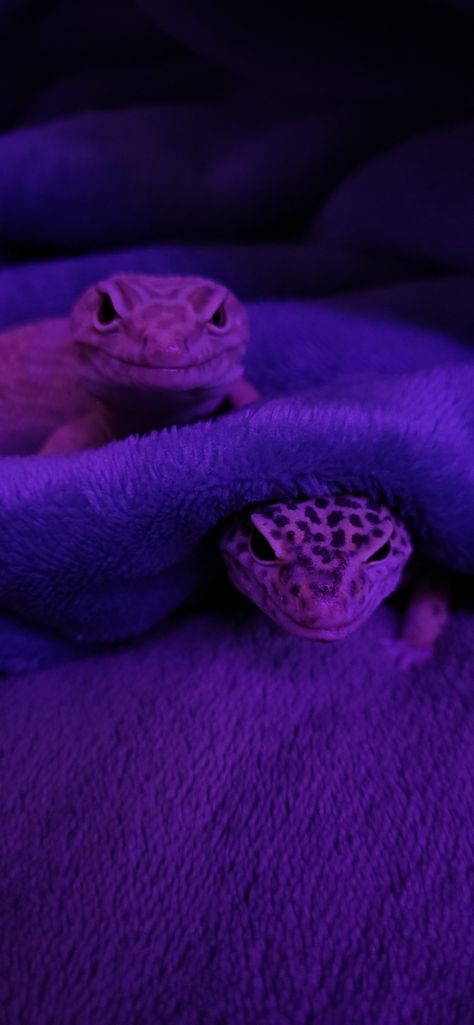 Leaped Gecko, Leopard Gecko Habitat Ideas, Hazel And Leo, Leopard Gecko Wallpaper, Lepord Geko, Gecko Aesthetic, Leopard Gecko Aesthetic, Therian Tips, Leapord Gecko Cages