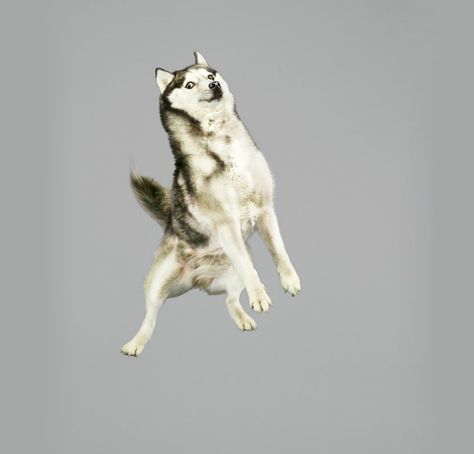 julia christe's freestyle series captures leaping dogs in mid-air Dog Falling, Dogs Jumping, Dancing Dogs, Jumping Dog, Dog Jumping, Flying Dog, Moon Moon, A Husky, Pet Products