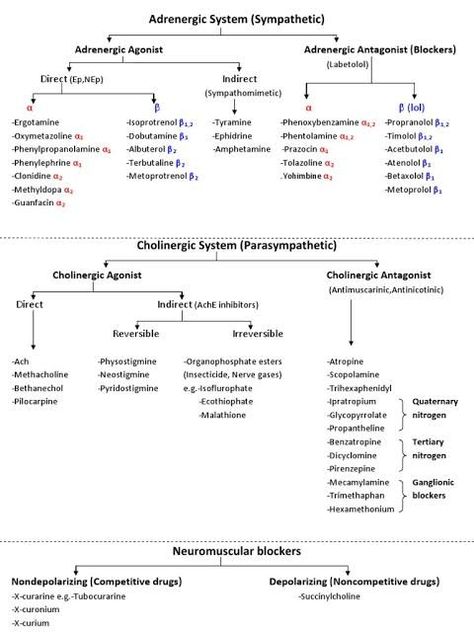 Adrenergic Agonist And Antagonists, Ans Pharmacology Notes, Agonist Vs Antagonist Pharmacology, Ans Pharmacology, Cholinergic Agonists, Pharmacy Notes, Pharmacology Nursing Study, Pharmacology Mnemonics, Nursing Ideas