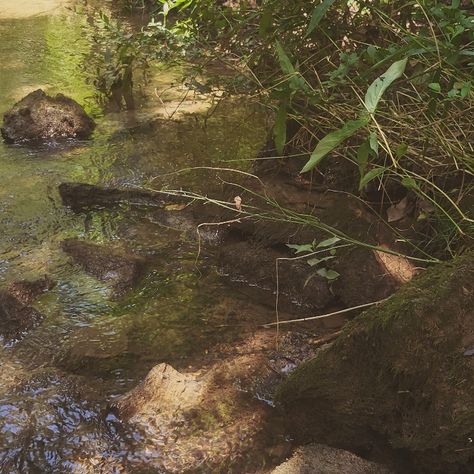 Cedar Aesthetic, Playing In The Creek Aesthetic, Muddy Aesthetic, Ruth Aesthetic, A Song To Drown Rivers Aesthetic, Catching Fire Aesthetic, Water Stream Aesthetic, Creek Aesthetic Nature, River Asethic