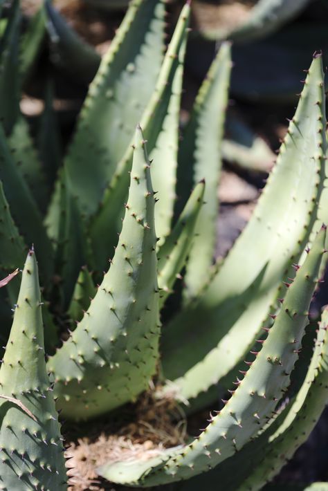 Aloe in Phoenix #kahlerphoto #photography 127631 | kahler photo, photography, aloe vera, plants, plant life, spiky, arizona Spiky Plants, Arizona Plants, 2024 Moodboard, Ceramics Projects, Plant Life, Photo Photography, Game Art, Aloe Vera, Phoenix