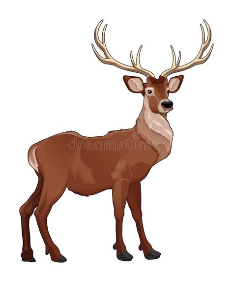 Elegant deer. Vector isolated animal , #AD, #deer, #Elegant, #Vector, #animal, #isolated #ad Christian Animation, Deer Drawings, Woods Animals, Dog Howling, Reindeer Drawing, Clip Art Kids, Drawing Reference Photos, Clip Art Animals, Deer Drawing