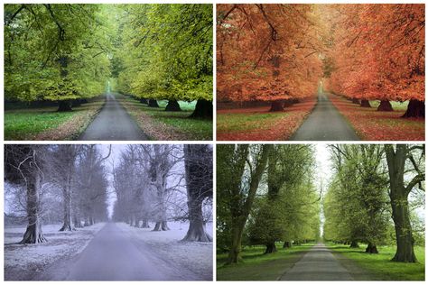 The Four Seasons | What Causes Seasons? What Causes Seasons, Tree Collage, Whats In Season, Photography Day, Country Park, Nba Season, Different Seasons, 4 Seasons, The Seasons