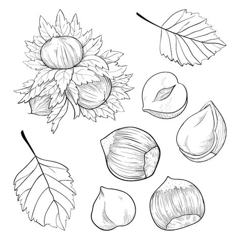 Hazel Nut Drawing, Hazle Nut, Hazelnut Drawing, Hazelnut Tattoo, Hazelnut Illustration, Communal Cafe, Nut Tattoo, Hazel Tattoo, Hazel Logo