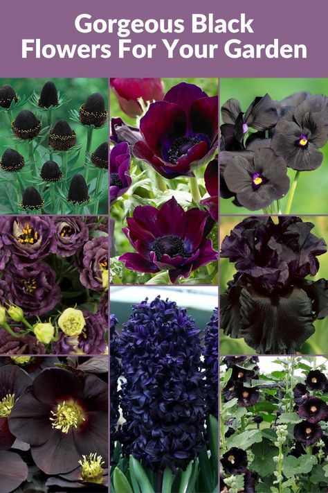 Discover a collection of 28 gorgeous black flowers perfect for your garden. Our comprehensive guide 28 Alluring Black Flowers for Your Garden offers bloom times, where to buy and important details about each bloom's unique characteristics and bloom times. Elevate your garden's allure with these exquisite botanical choices and create a striking contrast against vibrant hues with these gorgeous black flowers for your home landscape. Black Plants, Garden Goals, Goth Garden, List Of Flowers, Gothic Garden, Home Landscape, Colored Flowers, Unique Characteristics, Room Idea