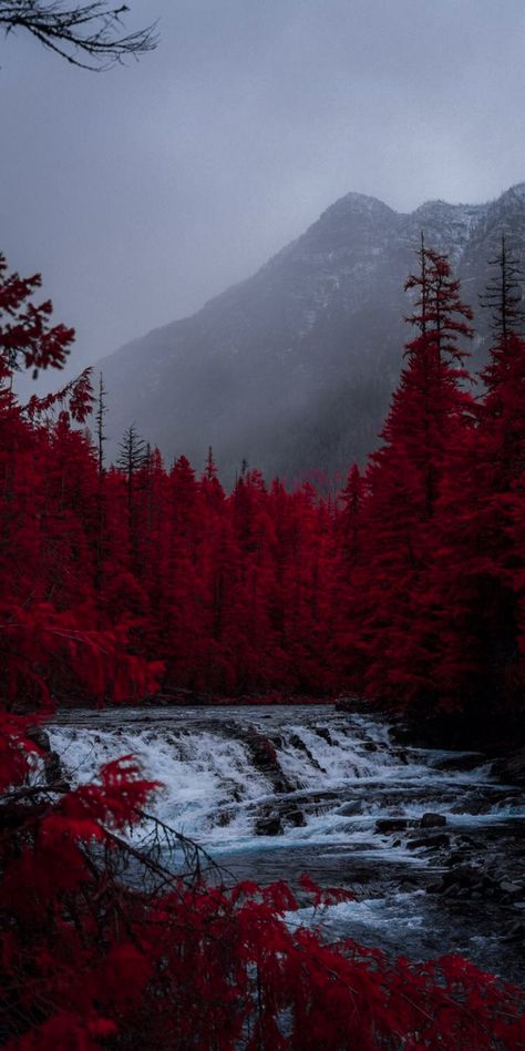 Blood And Ash, Ash, Trees, Forest, Red, Nature