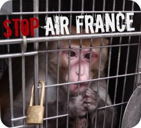 Stop Air France Stop Animal Testing, China Southern Airlines, Animal Experiments, Air China, Cathay Pacific, Stop Animal Cruelty, Animal Protection, Save Animals, Air France