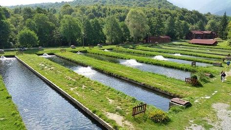 Trout Farming, Trout Farm, Farm Light, Garden Watering System, Aquascape Design, Aquaponics Fish, Natural Swimming Ponds, Garden Pond Design, Woodland House