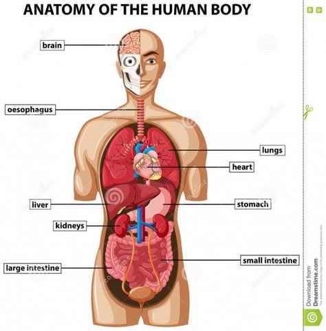 Diagram Of All Organs In The Body Human Body Name, Organ Diagram, Human Diagram, Human Organ Diagram, Body Internal Organs, Human Body Organs Anatomy, Body Organs Diagram, Body Anatomy Organs, Human Anatomy Organs