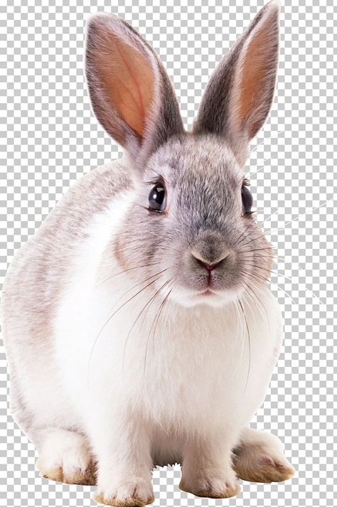 Art Reference Cute, Rabbit Art For Kids, Rabbits Drawing, Drawing Rabbit, Pokemon Ash Ketchum, Rabbit Artwork, Rabbit Png, Cat Brain, Art Rabbit