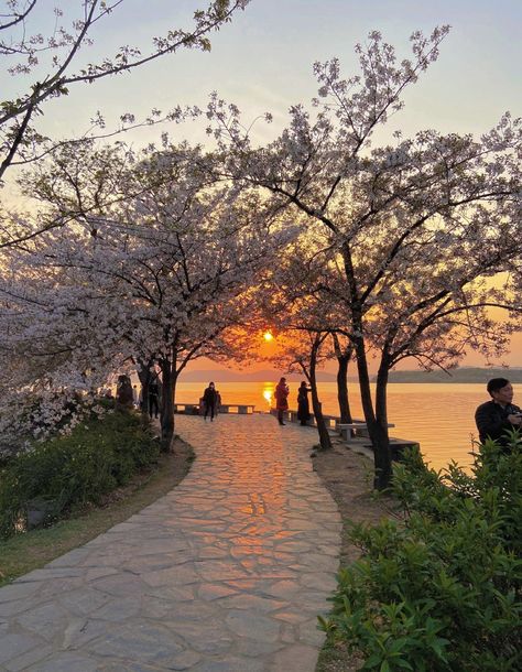 Cherry Blossom Forest Japan, Sunset In Japan, South Korea Photography, Sunrise City, Japan Cherry Blossom, Vibes Quotes, Fotos Aesthetic, Scenery Background, Sakura Tree