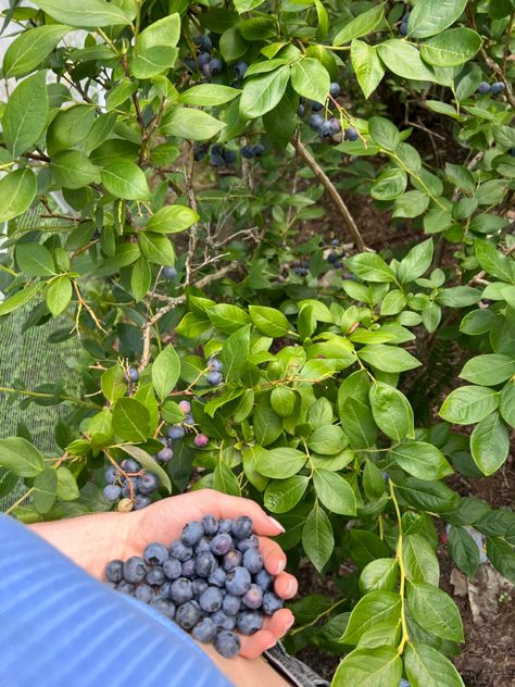 Granola summer #blueberries #summer #fruit #farm Blueberry Farm Photography, Granola Summer, Fruit Farm, Blueberry Picking, Blueberry Farm, Farm Photography, Summer Fruit, Blueberries, Granola