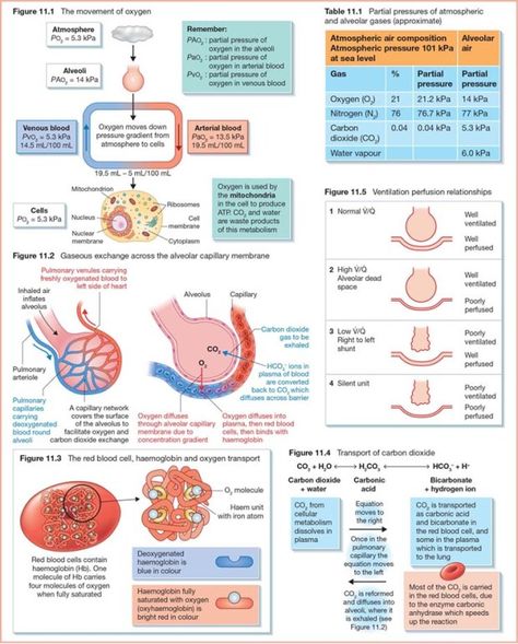 Airway Anatomy, Respiratory Nursing, Emt Training, Medical Learning, Charting For Nurses, What Is Intelligence, Medical Images, Cardiac Cycle, Breath Sounds