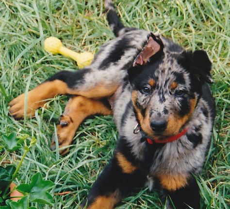 Beauceron Dog Harlequin, Beauceron Harlequin, Beauceron Puppy, Beauceron Dog, French Dogs, Bluetick Coonhound, Cute Dog Pictures, My Puppy, Beautiful Dog