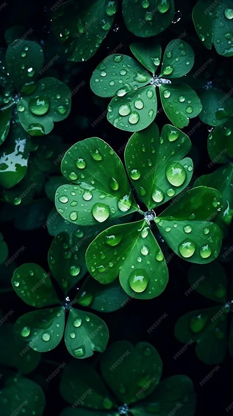 Premium Photo | Green clover leaf with water drops for a natural background happy st patrick's day Green Nature Wallpaper, St Patricks Day Wallpaper, Light Purple Wallpaper, Dark Green Wallpaper, Eagle Wallpaper, Old Paper Background, Rain Wallpapers, Iphone Wallpaper Stills, Green Clover