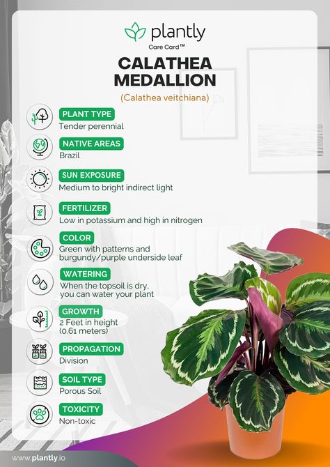 Calathea Medallion Care, Prayer At Night, Plants Names, Dream Patio, Calathea Plant, Plant Care Houseplant, Plant Book, Prayer Plant, Low Light Plants