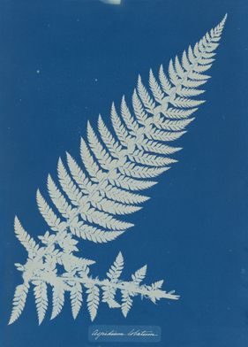 Anna Atkins | MoMA Anna Atkins, The Museum Of Modern Art, National Photography, White Prints, Aquatic Plants, Film Stills, Museum Of Modern Art, Art Google, Book Photography