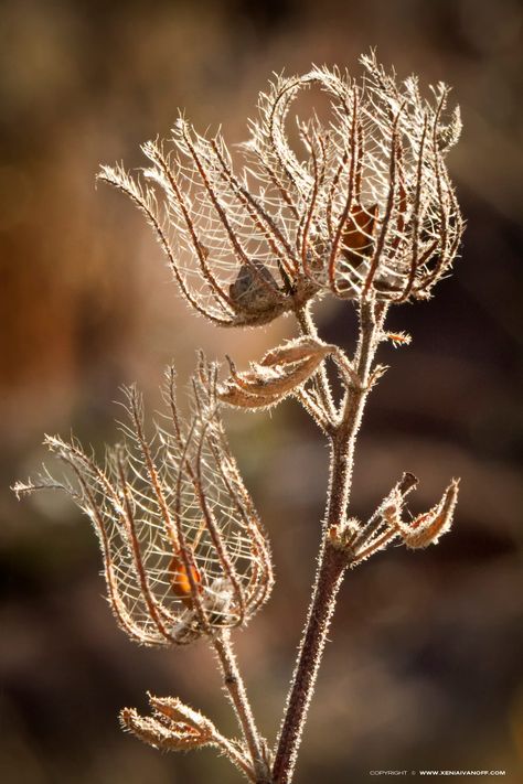 Dried seed pods in the Waterberg, South Africa. Seed Heads, Seed Pod, Dry Plants, Airbrush Art, Natural Form, Foto Art, Seed Pods, Natural Forms, Patterns In Nature