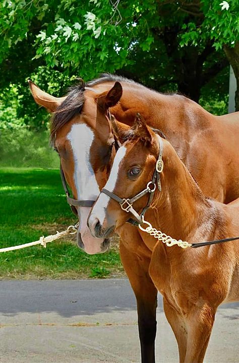 Retired racehorse Covfefe and her Tapit foal at Gainesway. Covfefe (foaled 2016) won two Eclipse Awards in 2019—the American Champion Three-Year-Old Filly and American Champion Female Sprint Horse. Art Inspiration Reference, Inspiration Reference, Thoroughbred, Beautiful Horses, The Pretty, Art Inspiration, Horses, Art