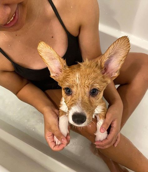 Corgi bath time 🫧🛁🧼😐 #corgi_puppy_for_sale #corgi_for_sale #corgi_puppy_with_tail_for_sale #corgi_puppies_for_sale_near_me #fluffy_corgi_puppy_for_sale #mini_corgi_puppies_for_sale #tri_colored_corgi_puppy_for_sale #corgi_puppies_for_adoption #cute_corgi_names #cute_corgi_puppy_videos #corgi_puppy_for_sale Mini Corgi, Corgi Puppies For Sale, Corgi Names, Fluffy Corgi, Puppy Videos, Cute Corgi Puppy, Corgi Puppies, Corgi Puppy, Cute Corgi