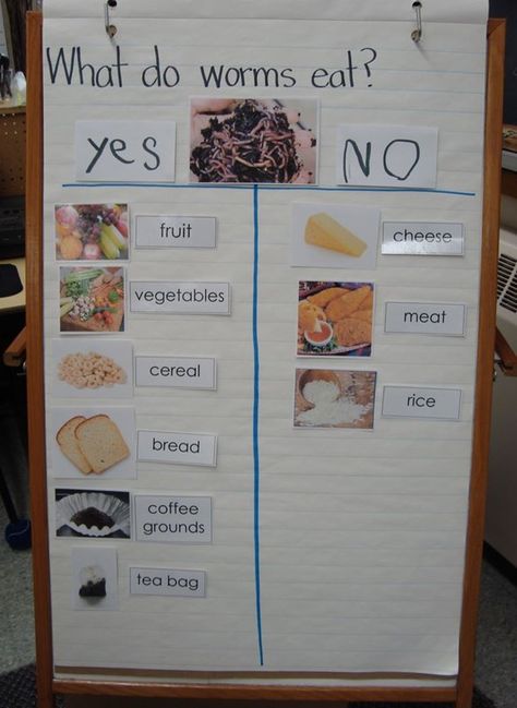 Worm Unit ideas.  What Do Worms Eat - Teach Junkie Worms Preschool, Worm Science, Preschool Bugs, Cacing Tanah, Mini Beasts, Garden Unit, Bugs Preschool, Insects Theme, Worm Composting