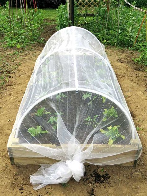 DIY project: Make a garden cloche to protect your plants Veggie Garden Design, Veggie Garden Layout, Garden Cloches, Garden Cloche, Backyard Garden Layout, Garden Netting, Vegetable Garden Diy, Raised Garden Beds Diy, Bed Diy