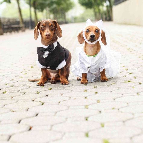 10 Dog Weddings to Give You All the Warm Fuzzies Dog Wedding Photos, Dog Wedding Outfits, Dog Costumes Funny, Dog Wedding Attire, Dog Wedding Dress, Dog Tuxedo, Warm Fuzzies, Wedding Pets, Dog People