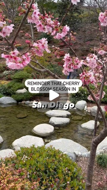 Explore California on Instagram: "Reminder that these beautiful and colorful landscapes will be on display at several gardens throughout the SoCal area soon. 

Shown here is The Japanese Friendship Garden at Balboa Park last March. 

🌸 for travel beyond CA 👉🏼 @across.the.land 

#sandiego #balboapark #sandiegohikes #visitsandiego #naturelovers #socalliving #sandiegohiking #SanDiego_ca #california #travelcalifornia #explorecalifornia #garden #sdhikes #sandiegolife #sandiegoliving #socallife #socalblogger #californiablogger" San Diego Hiking, Visit San Diego, San Diego Living, Balboa Park, Los Angeles California, Colorful Landscape, California Travel, San Diego, California