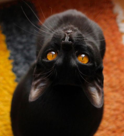 Black Cat With Brown Eyes, Cat With Brown Eyes, Brown Eyes Aesthetic, Bombay Cat, Black Cat Aesthetic, Eyes Aesthetic, Vampire Cat, Orange Eyes, Cat Halloween Costume